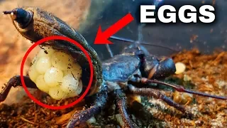 Acid Spraying Vinegaroon LAYS EGGS! (Will She EAT Them?)