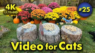 4K TV For Cats | Magnificent Mums | Bird and Squirrel Watching | Video 25