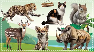 Familiar Animals Life: Cat, Dog, Rhinoceros, Nyala, Squirrel, Leopard