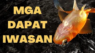 Laging Namamatayan ng Alagang Isda? Iwasan Ang Mga Ito!!! | HOB Filter Winner & New Giveaway