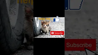 😭🤕 POOR KITTEN 😿😿SUBSCRIBE TO SAVE ME😭😭😭 #shorts