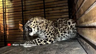 Потерянный котенок дальневосточного леопарда отловлен в Приморье.