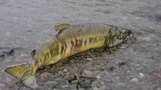 Salmon and Beavers in 4K, Carkeek Park Seattle WA, November 2023