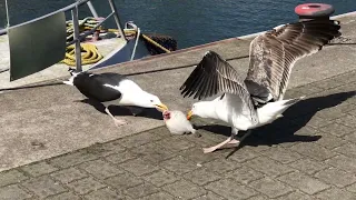 Birds. Two equally strong seagulls fight loudly for a fish.