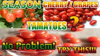 TRY THIS TO CHERRY TOMATOES / GRAPES TOMATOES