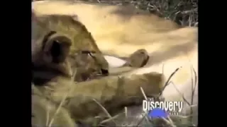 Crater Lions of Ngorongoro African Animals Wildlife Documentary | Full HD Documentry