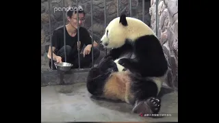 Smart Panda Mom demand nanny to put Honey in milk bowl otherwise she will not give her baby🤣🐼