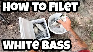 How to Filet WHITE BASS without the fishy taste! (AMAZING!)