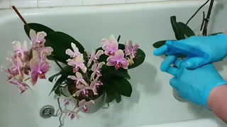 Клещ на орхидеях. Чем обработала своих красавиц?!