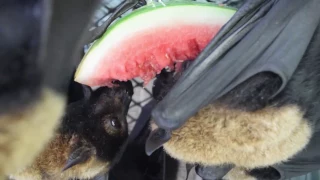 Flying foxes love their watermelon.