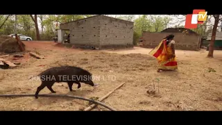 OTV Special Report On Pet Wild Boar Of Keonjhar - Part 1