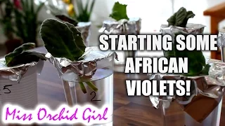 Starting my African Violet collection through leaves