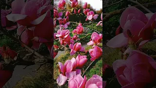 Magnolia flower in rain 玉兰花