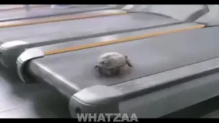 Turtle on a treadmill