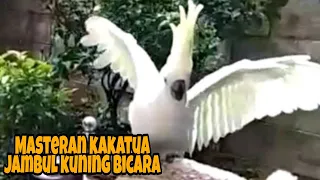 Masteran kakatua jambul kuning bicara