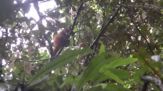 Borneo   Danum Valley   Borneo Rainforest Lodge #5 Orangutan   14 May 2017