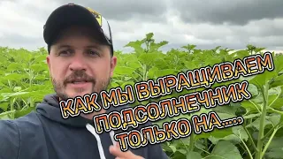 Как кормить подсолнечник эффективно