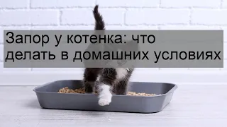 Запор у котенка: что делать в домашних условиях