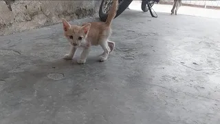 Scared Kitten Crying Loudly Hiding And Searching Mother Cat