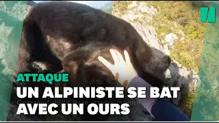 Au Japon, un alpiniste attaqué par un ours, les images sont impressionnantes