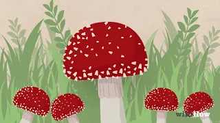 How to Identify Poisonous Mushrooms