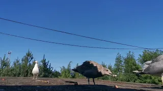 Из жизни птиц. Чайки серебристые. (Larus argentatus) Sudraba kaija.