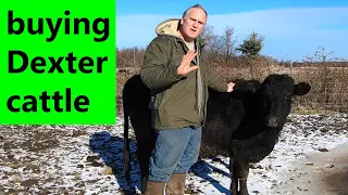 how to evaluate & buy Dexter cattle