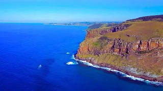 Dive into the Magic of the Sardine Run! 🌊✨ | South African Coast Marine Ballet