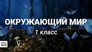 1 класс. Окружающий мир. Взгляни на человека. Всему свой черёд. 07.05.2020