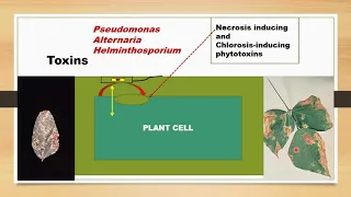 Plant Pathogens & Their Weapons of Destruction