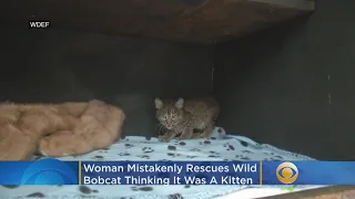 Woman Mistakenly Rescues Wild Bobcat Thinking It Was A Domestic Kitten