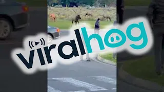 Bull Elk Charges Yellowstone Tourist || ViralHog