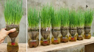 Growing green onions in self-watering plastic bottles | easy and fast to harvest