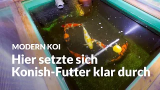 Doris Aufzuchtanlage für Eigenzuchten | Modern Koi Blog #6639