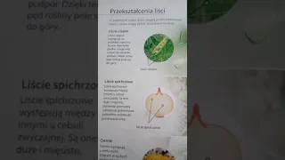 Modyfikacje liścia