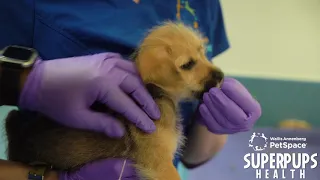 Annenberg PetSpace Super Pups - Vaccinations for Puppies