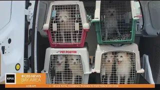 Berkeley Humane Society seeking homes for dogs seized in hoarding case