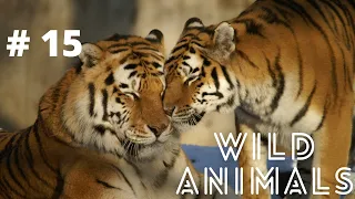 Wildlife Laws: Only the Fastest Will Survive | Free Documentary Nature # 15