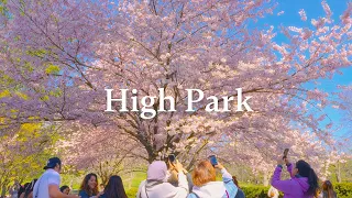 Missed the cherry blossoms blooming? | Parks in Toronto