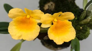Цветение Орхидей в Октябре 2020 (1)