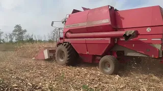 Уборка кукурузы Massa Ferguson жаткой MF