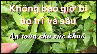 Xịt loại thuốc này sẽ không bao giờ bị bọ trĩ ,sâu nữa và không độc hại cho cơ thể người