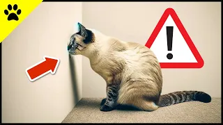 The BIGGEST Warning Sign Your Cat Needs to Go to the Veterinarian 🔥