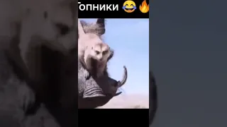 гопники, ебать, перегар нахуй. вот это корона вирус ваще