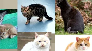 Who's Your Daddy - Cat Genetics Assessment