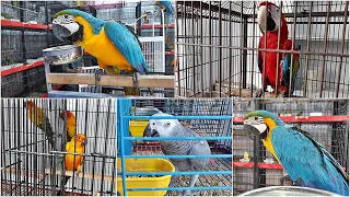 Rawalpindi Bird Market College Road | Macaw | Cockatoo | Sun conure | Grey Parrot | LoveBird