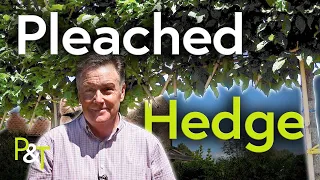 How to Create a Hedge on Stilts! (Pleached Hedge) - Pots & Trowels