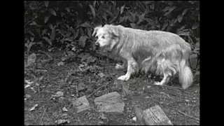 Dogs on 8mm film