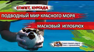 ЕГИПЕТ| Опасные рыбы Красного моря. Масковый иглобрюх /Arothron /Masked puffer