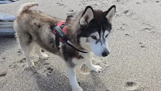 Old Husky Climbs Down To The Beach, I'm So Proud Of Him!